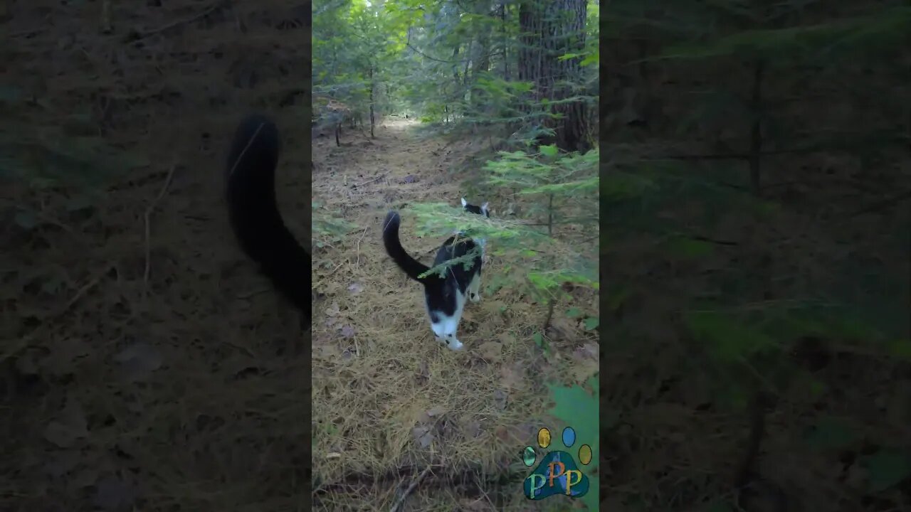 Mooshie runs through the woods.