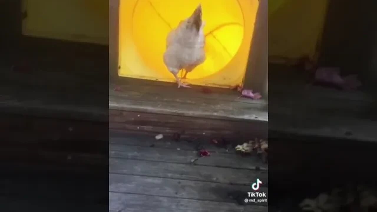 Curiosity killed the chicken...