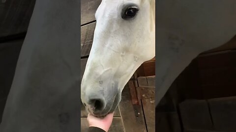 All the pretty horses