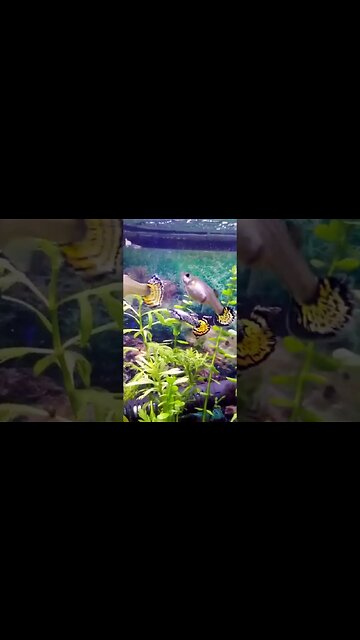 Amazing Yellow Tiger Half Moon Guppies!