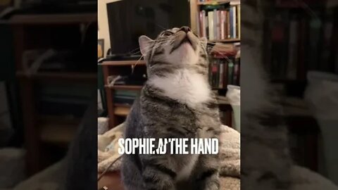 Cute Kitten Sophie is amazed by the floating hand