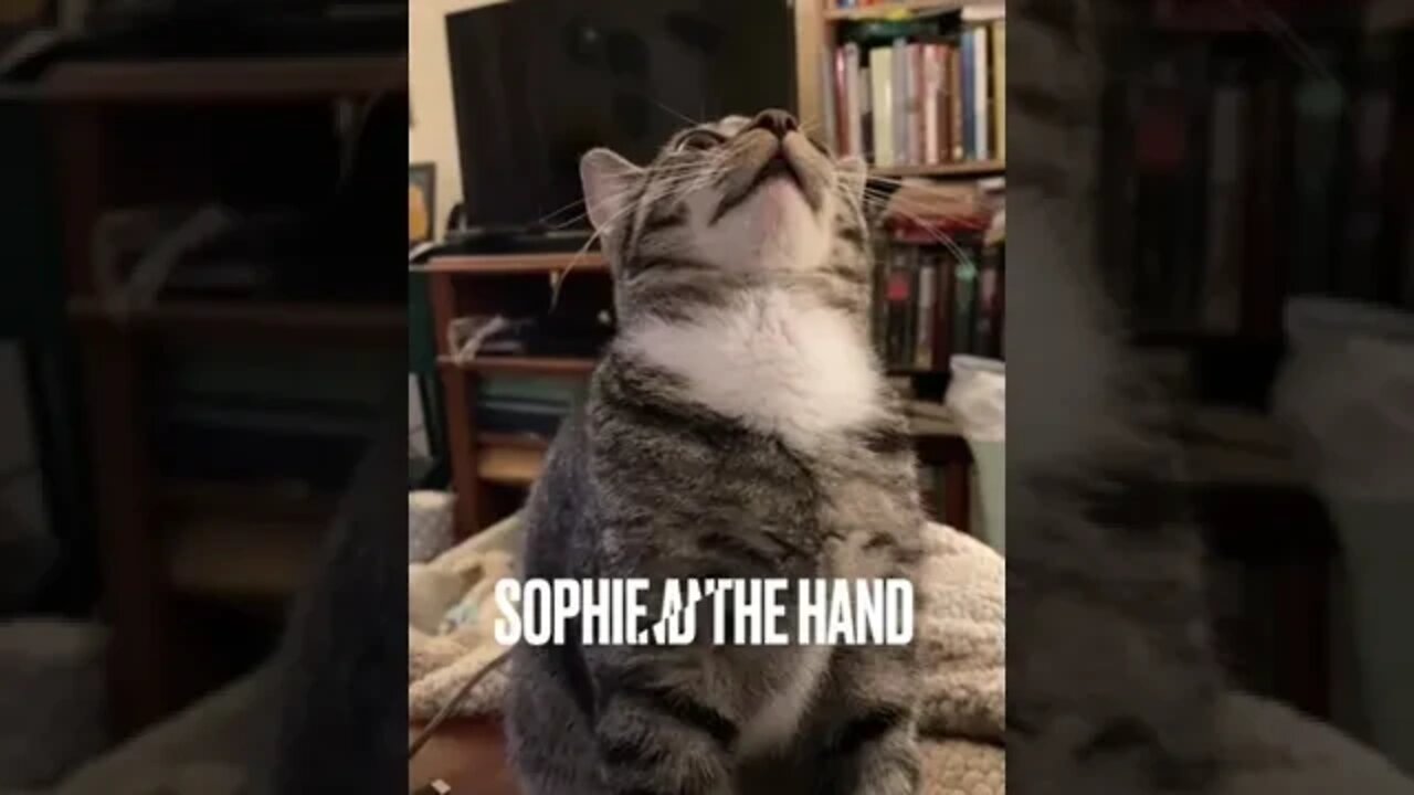 Cute Kitten Sophie is amazed by the floating hand