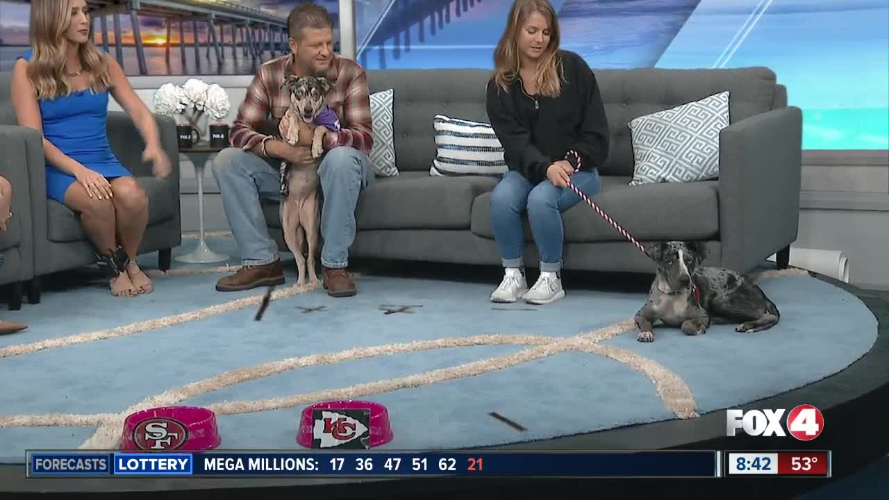 Lyla from Gulf Coast Humane Society Chooses Super Bowl Winner