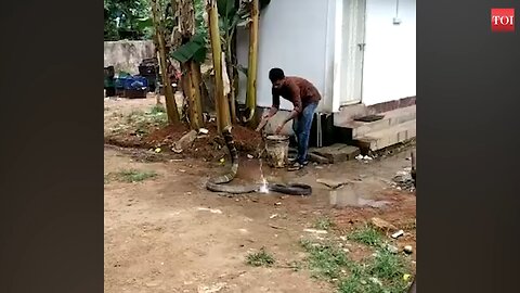 king Cobra Enjoys cold water shower 🚿