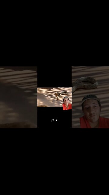 Cobras are afraid of these guys pt. 2