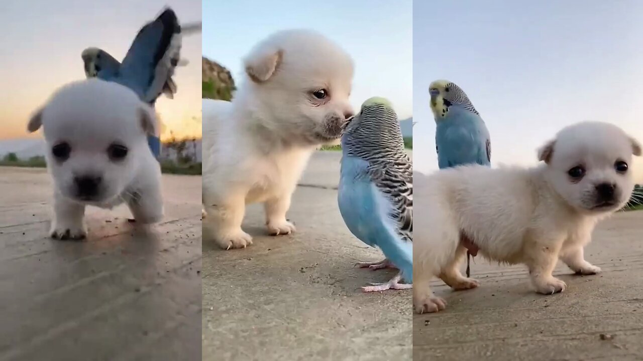 Cute Golden Retriever Puppie