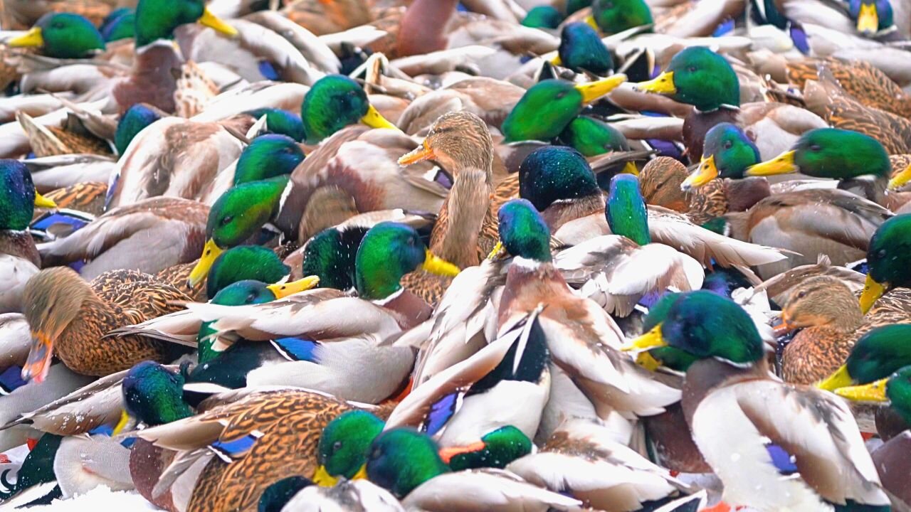 Sea of Arctic Mallard Ducks