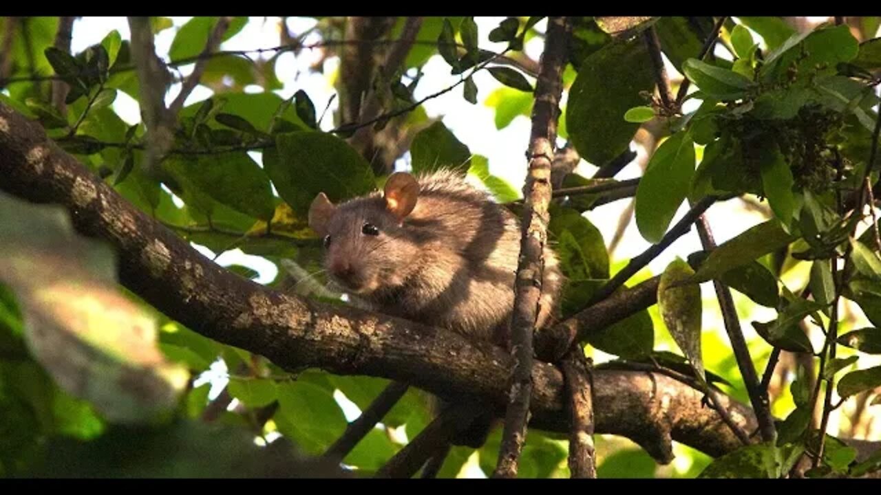 OS RATOS E A ILHA.