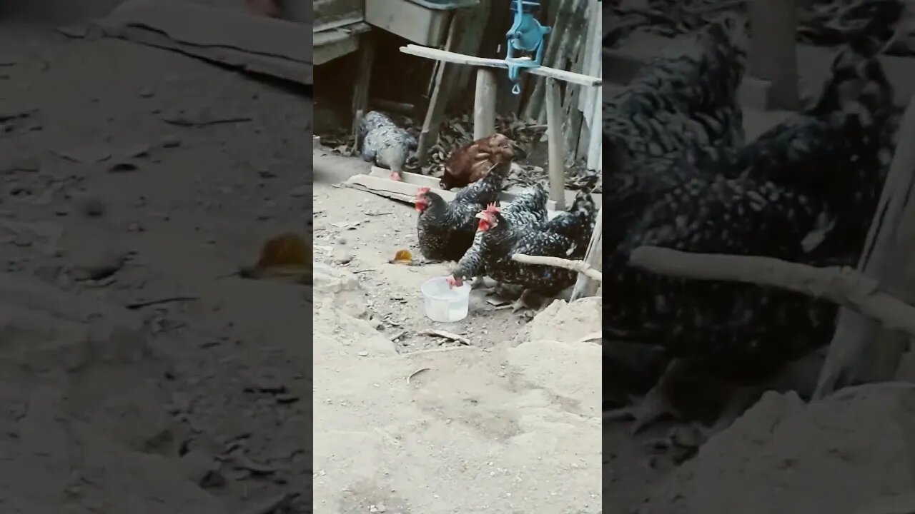 Galinha e galinha juntos em busca de comida diversão