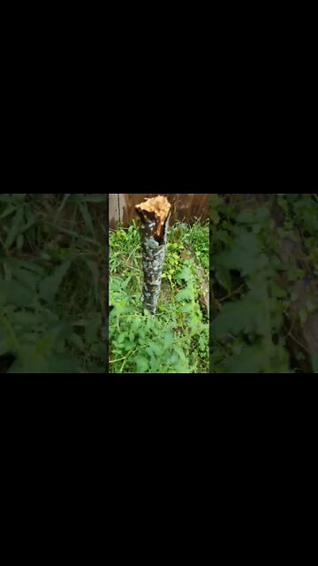 Gamer Garden Update, Beans, Tomatoes, Watermelons, And High Winds #shorts #garden #storm