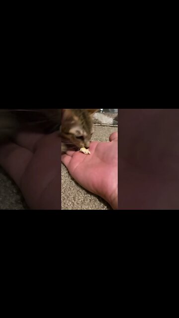 Funny Cats and Kittens Meowing Compilation&Baby Cats -Cute and Funny Cat Videos #shorts (2)