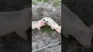 Excited Piglets! #shorts #piglets #pig #hog