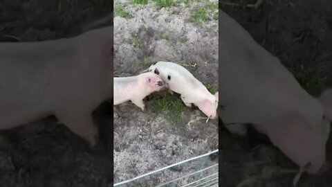 Excited Piglets! #shorts #piglets #pig #hog