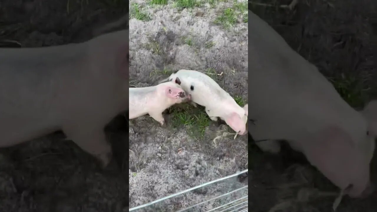 Excited Piglets! #shorts #piglets #pig #hog