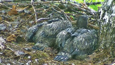 Hays Eagles H20 (left) H19 (right)- Tail Feather Growth Study 5.1.23 15:31