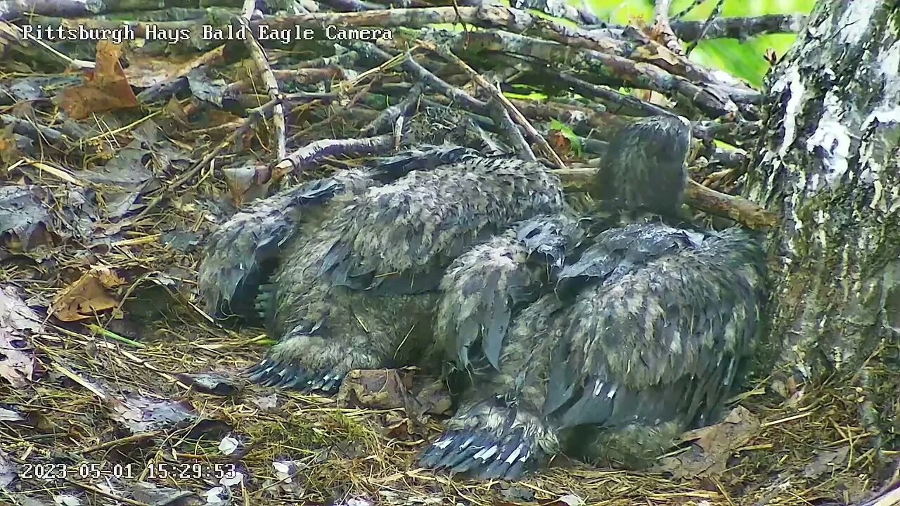 Hays Eagles H20 (left) H19 (right)- Tail Feather Growth Study 5.1.23 15:31