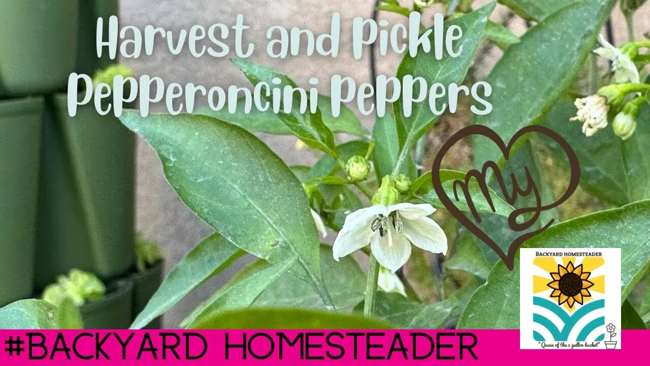 How to Harvest and Pickle Pepperoncini Peppers