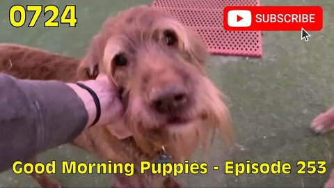[0724] GOOD MORNING PUPPIES - EPISODE 253 [#dogs #doggos #doggies #puppies #dogdaycare]