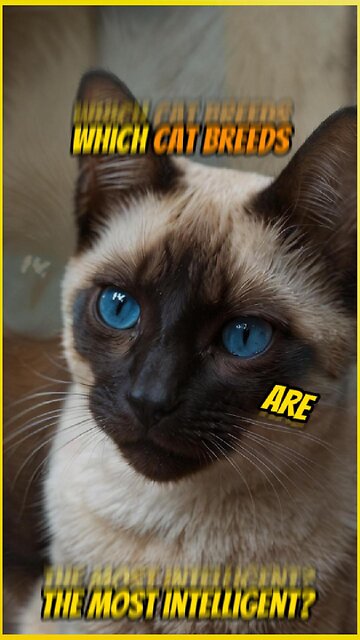 Which Cat Breed is the Smartest?