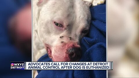 Advocates call for changes at Detroit Animal Control after dog is euthanized