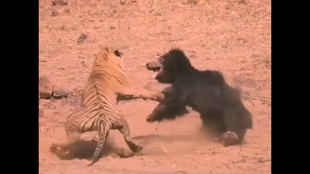 Tiger vs bear real fight. Beast vs Beast