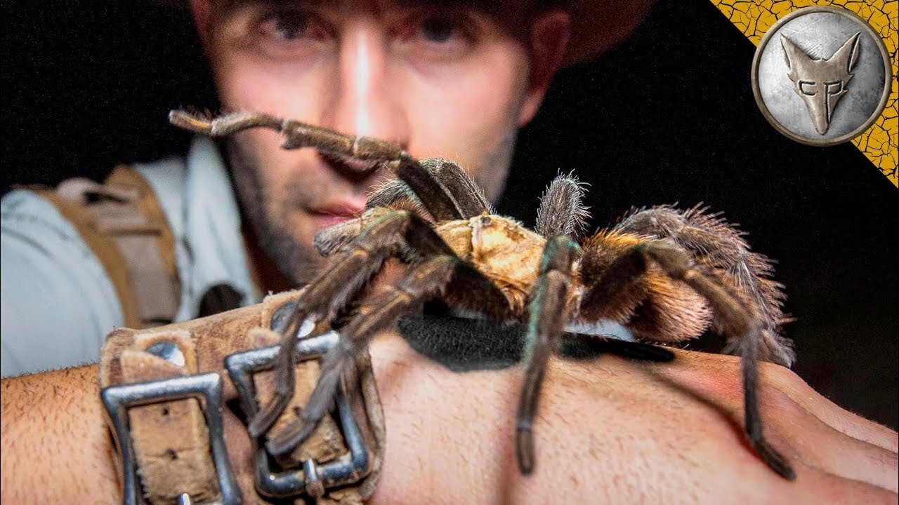 BIT BY WORLD'S LARGEST TARANTULA!