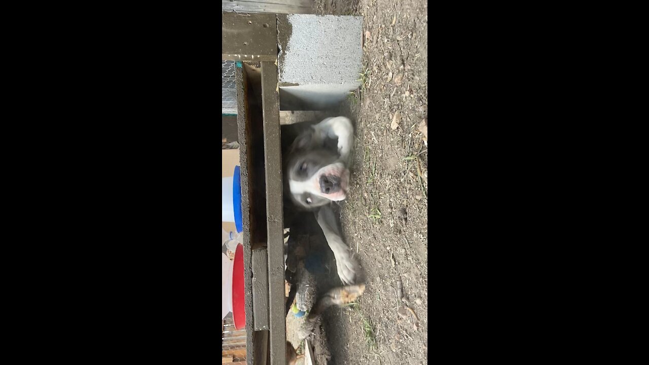 Dog gets stuck under a chicken coup