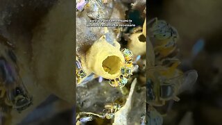 Quando as abelhas constroem esse é o resultado PARTE 02 #Shorts