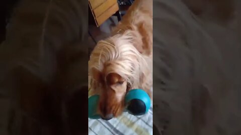 golden dog