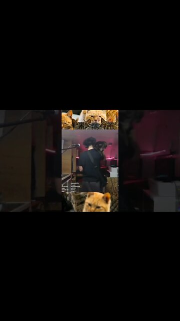 Hasselman wanted to Jam lol 🐱 #catJAM #twitchmusician #guitarplayer
