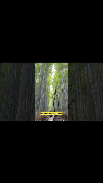 The Arashiyama Bamboo Forest, Kyoto, Japan