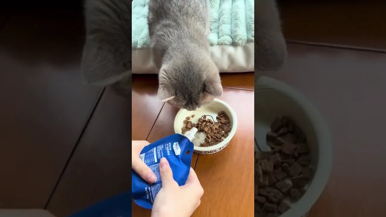 啊!她愛吃!!挑食的小貓真的很難搞。#shorts