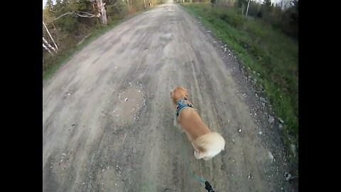 May 19th, 41º sunny with no breeze. Flynn visits the power lines then home.