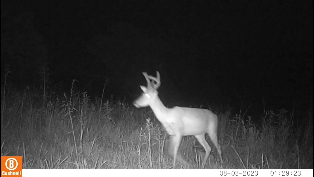 Trail Camera Video of Wildlife Middle Tennessee 25