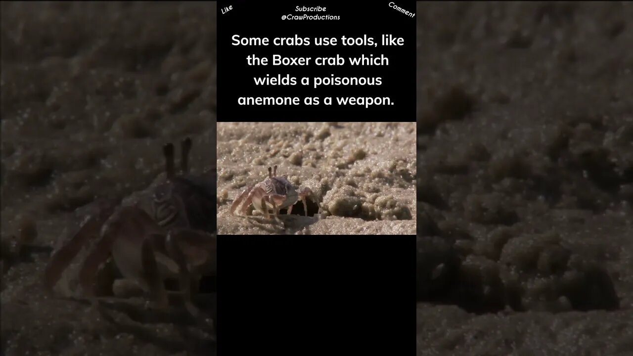 Crabs are smarter than you might think #crab #shorts