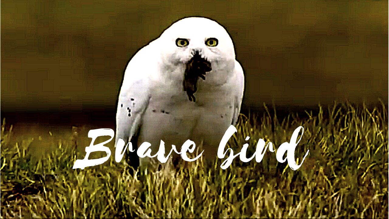 Brave white bird