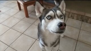 Husky waits for the Postman!