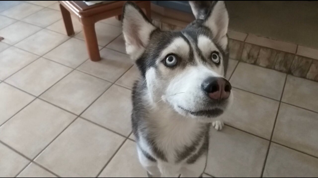 Husky waits for the Postman!