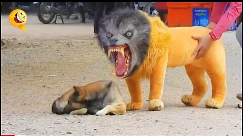 Troll Prank Dog Funny _ fake Lion and Fake Tiger Prank To dog _ Huge Box Prank to dog