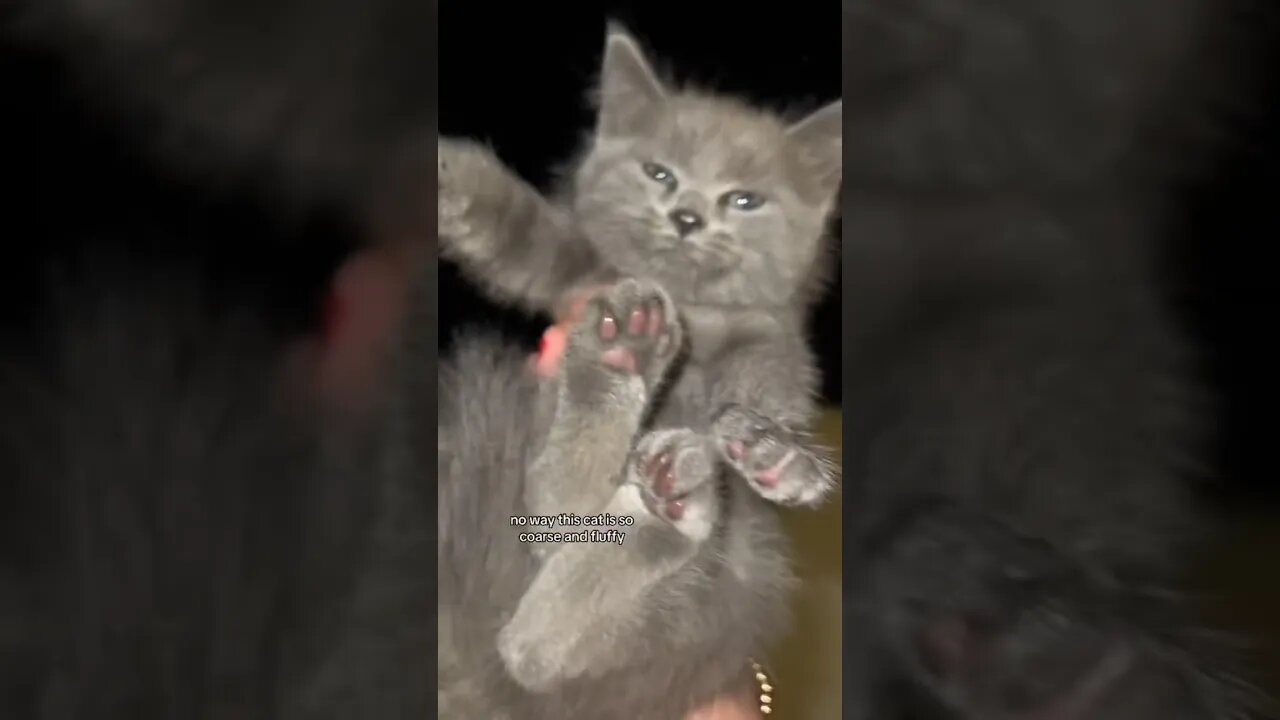 ABANDONED KITTEN SIBLINGS GET REUNITED 🥲