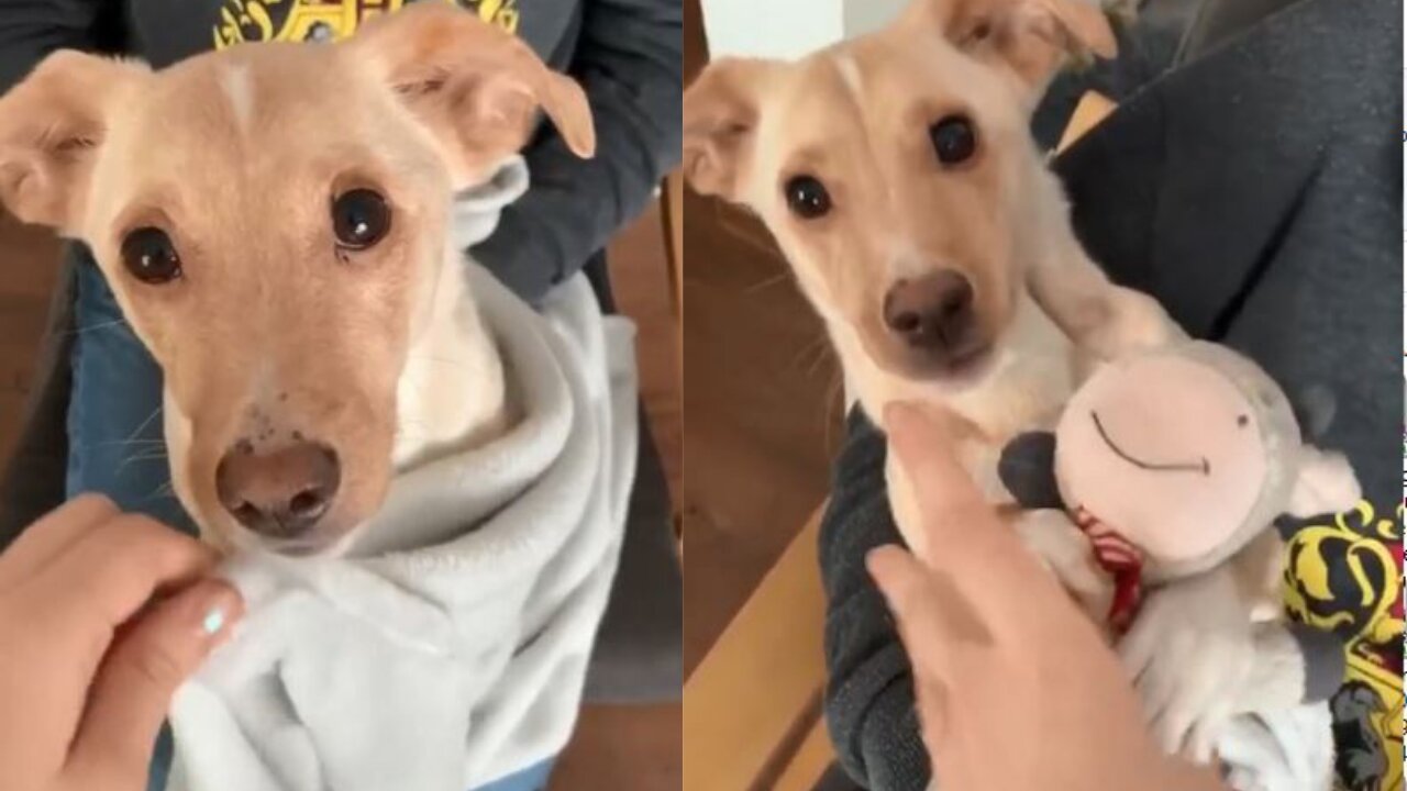 This puppy loves his toy and his owner most of all