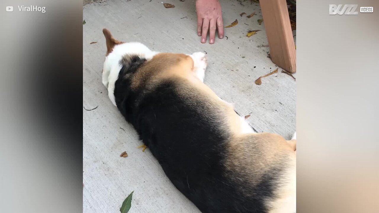 Cette chienne a une façon adorable de réclamer des caresses