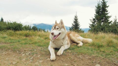 A cute dog 🐕 in nature 🏞️