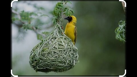 Kumpulan sarang burung ocehan di alam liar