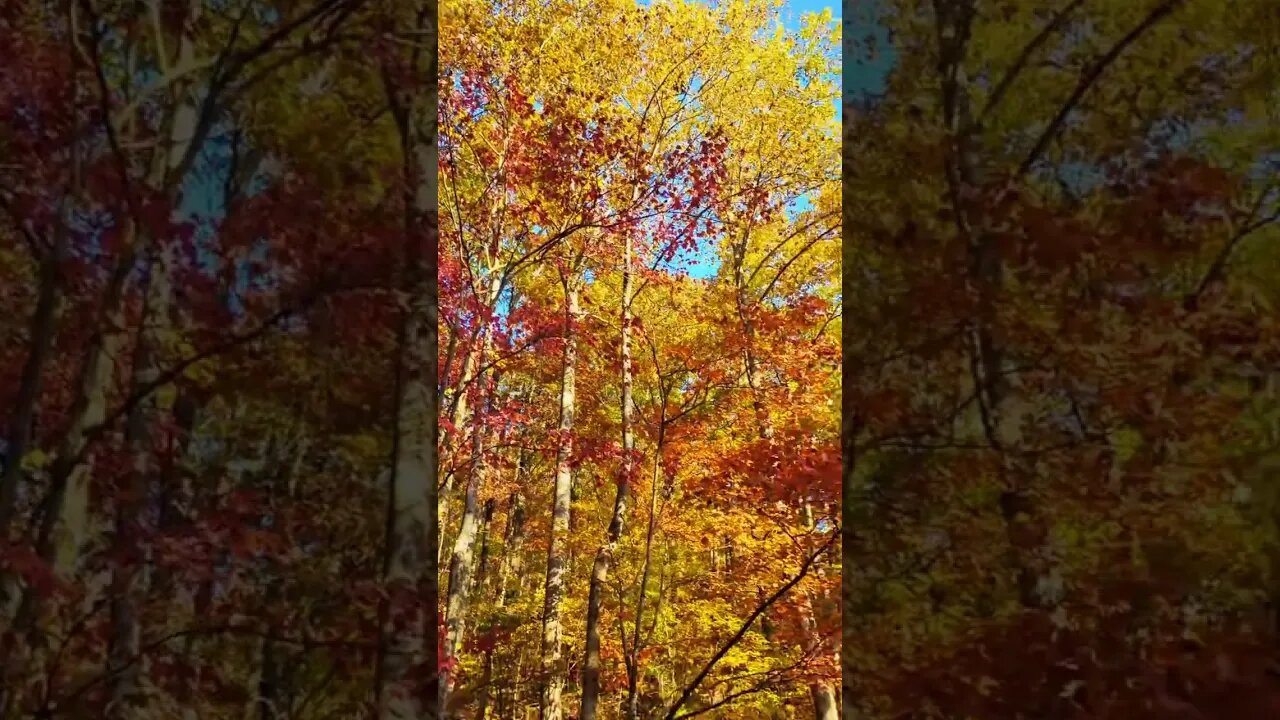 Fall leaves in Georgia Amicalola falls Appalachian trail