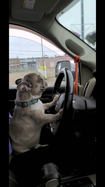 French Bulldog Puppy Driving To Work, Ears Straight Back