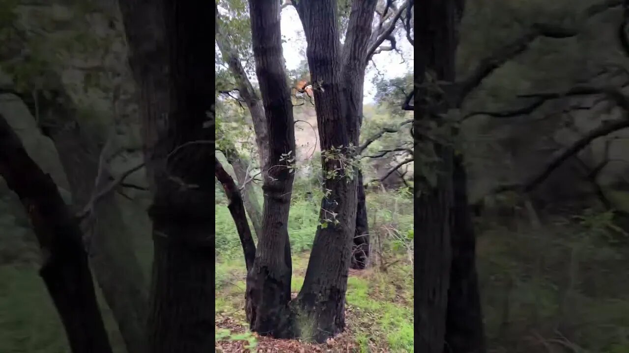 California Oak Forest one of my favorite things