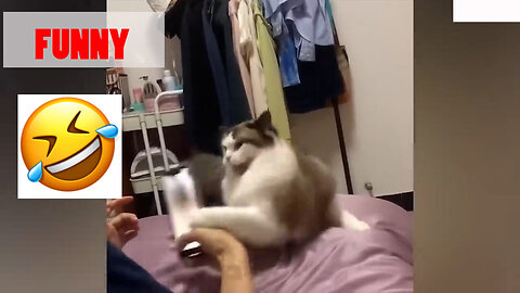FUNNY VIRAL !! Cat video compilations