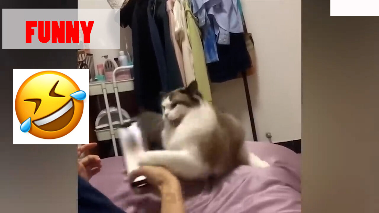 FUNNY VIRAL !! Cat video compilations
