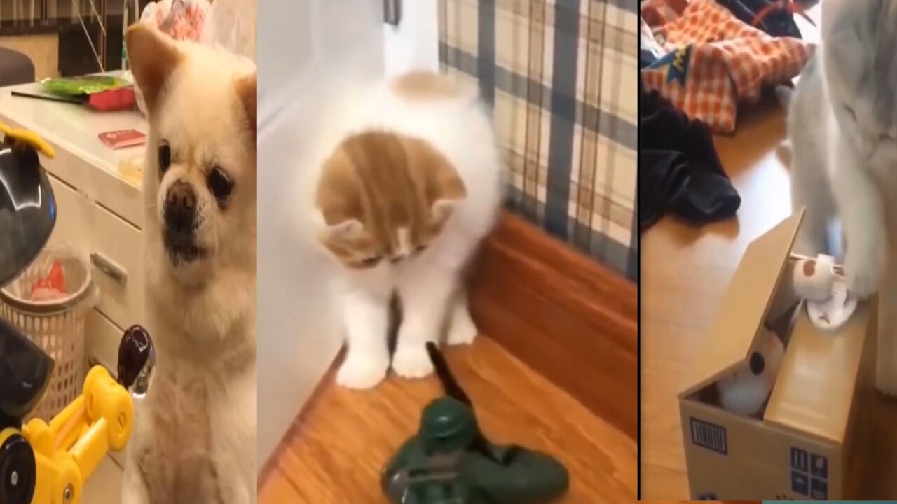 dog cat comedy video #Shortvideo